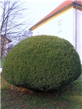 Taxus baccata